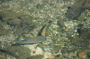fish underwater. small fish in clear sea water