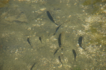 fish underwater. small fish in clear sea water