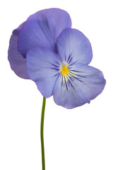 viola flower isolated