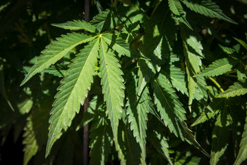 Marijuana Growing in Garden