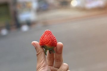 Sweet red strawberry, strawberry in hand,Woman Holding One Strawberry in Hand Strawberry Picking in Field Outdoors