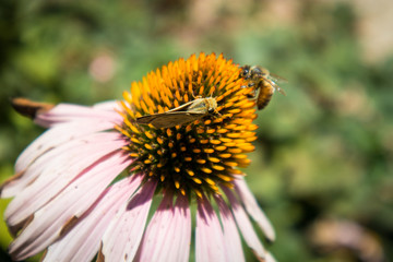 Echinacea Flower with Bee and Butterfly