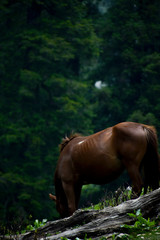 Fototapeta premium horse in the forest