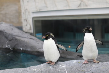 Penguin walk for exercise, Close-up portrait Penguin
