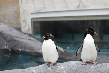 Penguin walk for exercise, Close-up portrait Penguin