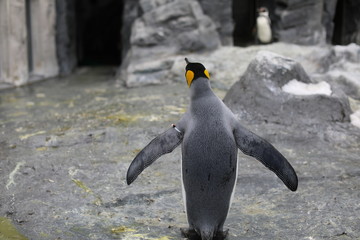 Penguin walk for exercise, Close-up portrait Penguin
