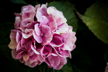 Hydrangea Flower in Garden