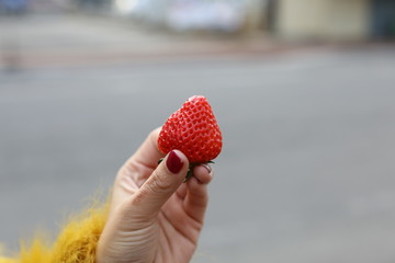 Sweet red strawberry, strawberry in hand,Woman Holding One Strawberry in Hand Strawberry Picking in Field Outdoors