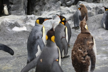 Penguin walk for exercise, Close-up portrait Penguin