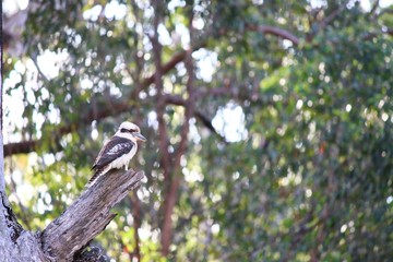 A wild Kookaburra bird sitting on a tree, New South Wales, Australia.
