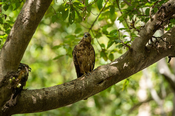 crested honey buzzard or pernis ptilorhynchus in a beautiful green background sitting on a perch at keoladeo national park, bharatpur, india