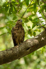 crested honey buzzard or pernis ptilorhynchus in a beautiful green background sitting on a perch at keoladeo national park, bharatpur, india