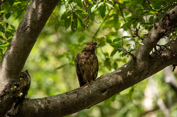 crested honey buzzard or pernis ptilorhynchus in a beautiful green background sitting on a perch at keoladeo national park, bharatpur, india