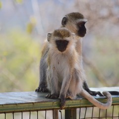 Black-faced Vervet Monkeys