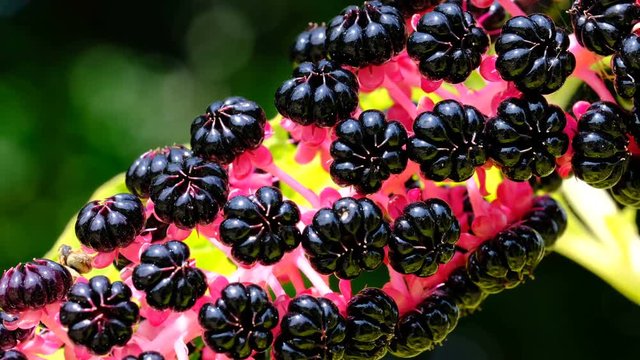 Lakonos or Phytolacca, (greasy grass, Jewish ivy, lentils, pokeberry) ripening berries video sketching close-up shot on a bright sunny day