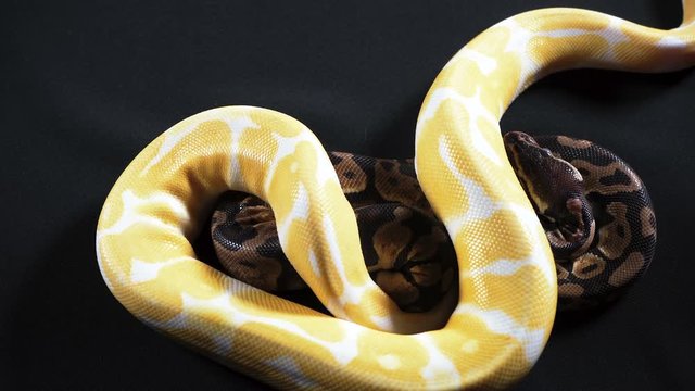 Video of albino and ball royal phyton on texture