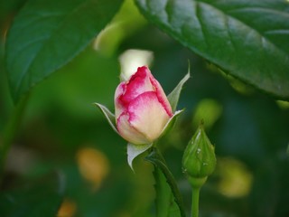 Top shot, partially blooming pink and white rose