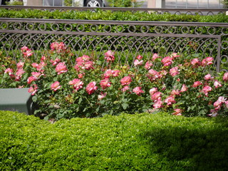 Garden with beds of pink roses