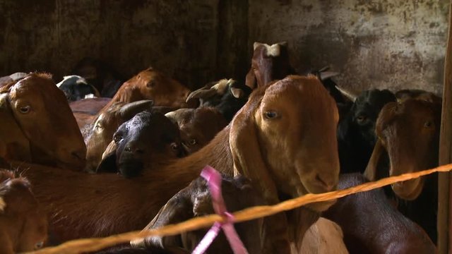 A close up shot of goats in a building