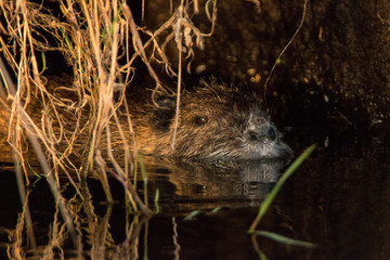 Nutria im Versteck