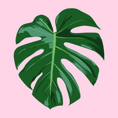 Tropical Leaf Vector Illustration