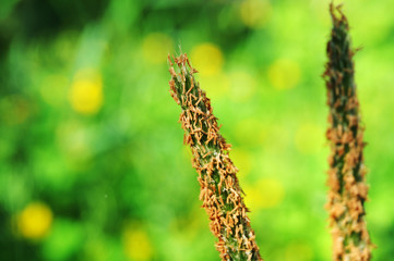 flower of a meadow foxtail grass in sunlight