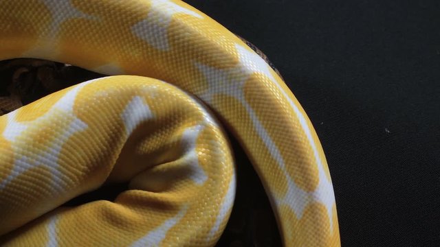 Footage of small albino and ball phyton on dark glass