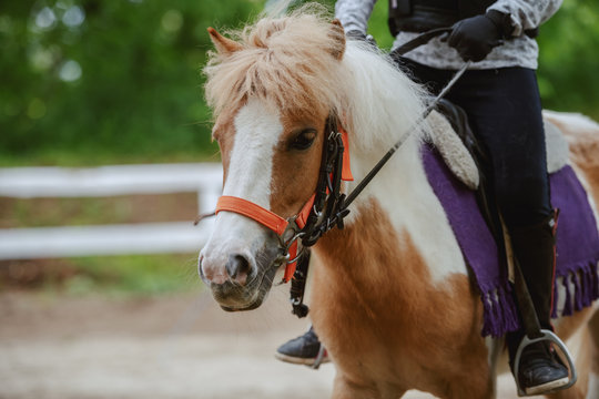 Close up of Caucasian girl with protective vest on riding cute white and brown pony horse. Sunny day on ranch concept.
