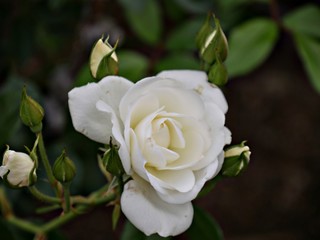 Side view, medium close up of a bloming white rose