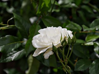 Side view of a blooming white rose with rosebuds