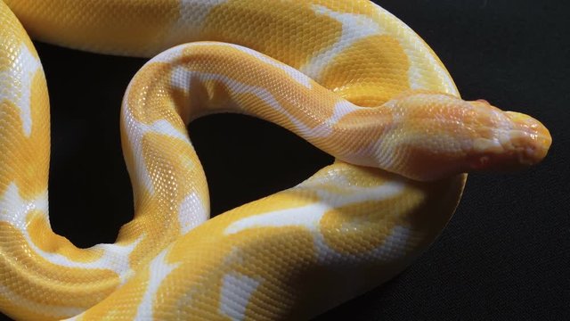 Video of small albino ball royal phyton on dark texture
