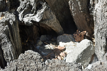 Inside a Tree Stump