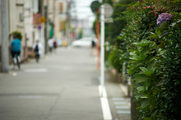 住宅街の道・生垣・初夏