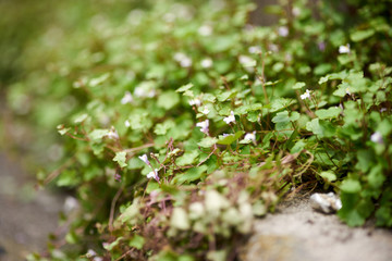 ツタバウンランの群生