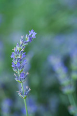 Obraz premium Bee on a lavander