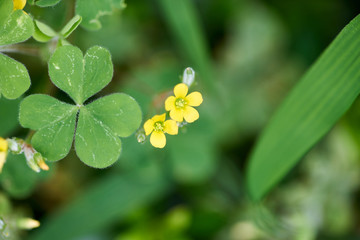カタバミの小さな花・アップ