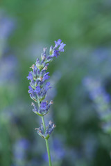 Obraz premium Bee on a lavander