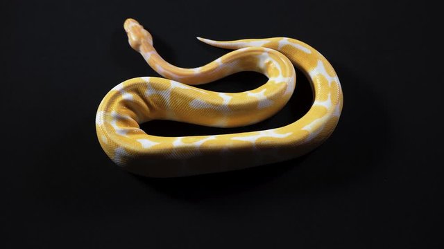 Video of small albino ball phyton on dark texture