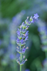 Obraz premium Bee on a lavander