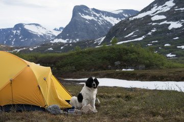 Camping on high plateau close to Trollstigen in Norway. Big faithful dog resting in front of yellow...