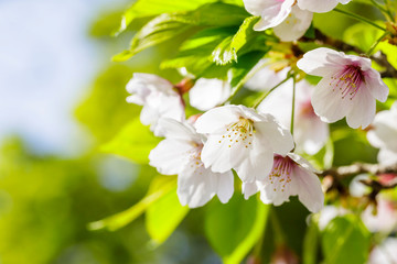 Blossoming of cherry flowers in spring time with green leaves