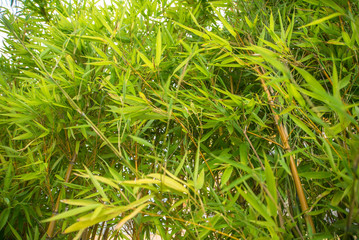 bamboo young grandmother nature background