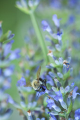 Bee on a lavander
