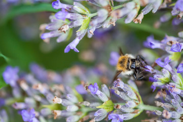 Bee on a lavander