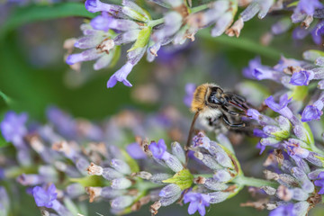 Bee on a lavander