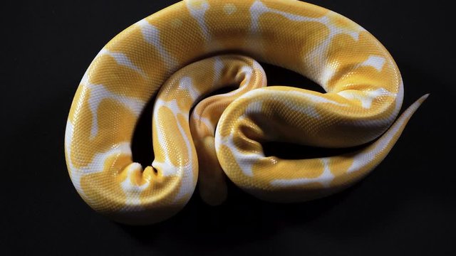 Video of albino ball phyton on dark texture