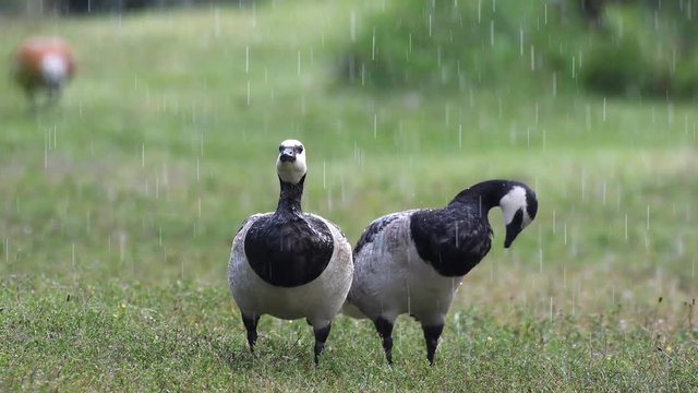 Two Barnacle Goose cleans his feathers standing on the grass in the rain.. Branta leucopsis