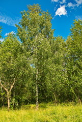 Forest and green fields on a hot summer day