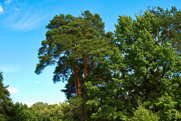 Forest and green fields on a hot summer day