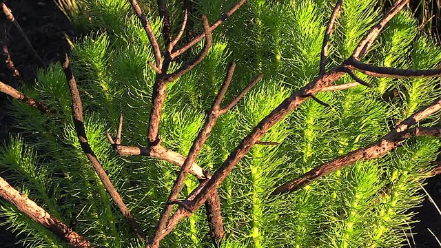 Close-up of a lush green herbaceous plant in Graskop, God's Window area of South Africa